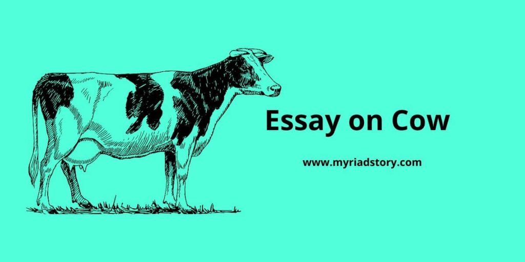 write an essay on cow